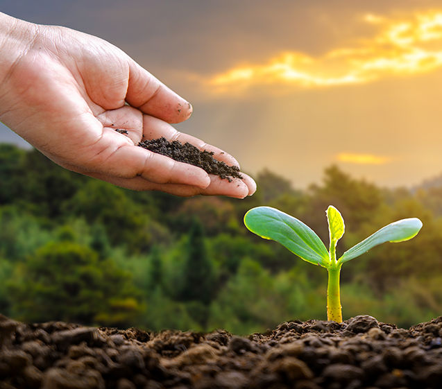 farmer sowing a sapling