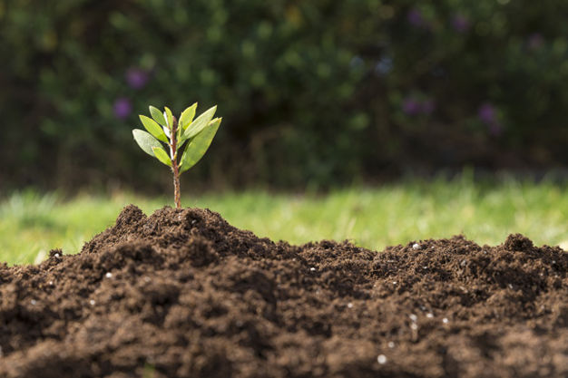 Sprouting seedling